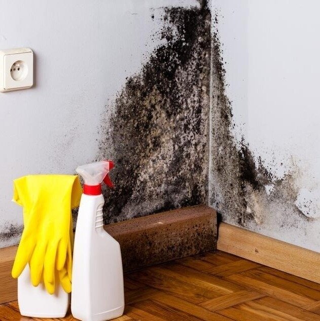 Mould Growth that might be Allergenic