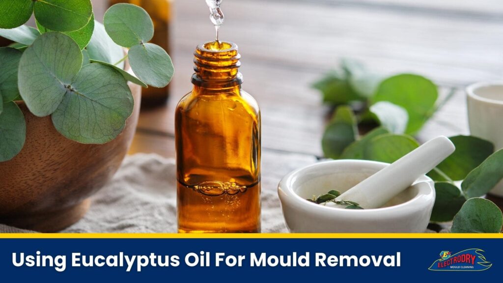 Using Eucalyptus Oil For Mould Removal